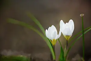 Cooperation: Crocus, two pure white crocuses with leaves