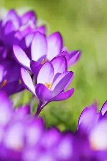 Vernus: Crocus - Purple flowers in spring