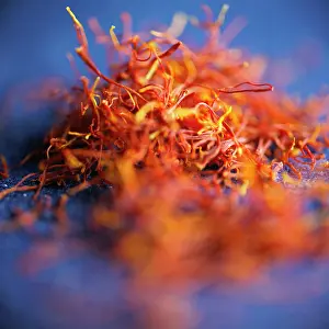 020617: Crocus, Saffron crocus, Crocus sativus, Orange subject