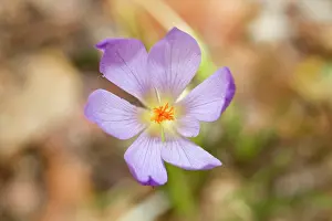 Serotinus: Crocus Serotinus