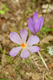 Serotinus: Crocus Serotinus