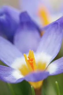 Sibiricus: Crocus, Sieber's crocus