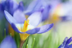 Sibiricus: Crocus, Sieber's crocus