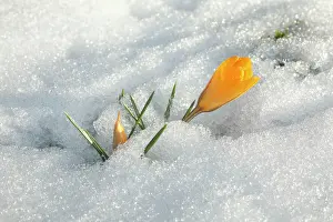 Crocuses: Crocus - single yellow blossom flowering in snow