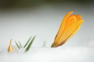 Crocuses: Crocus - single yellow blossom flowering in snow
