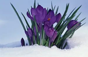 Crocuses: Crocus in Snow