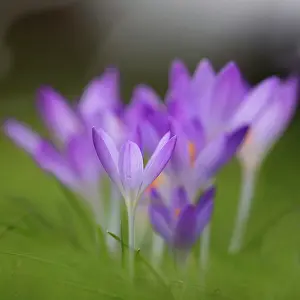 Crowd: Crocus tommasinianus Barr's purple, Close side