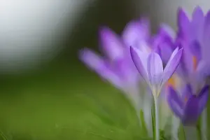 Crowd: Crocus tommasinianus Barr's purple, Close side