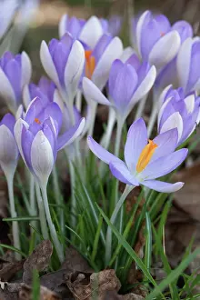 Tommasinianus: Crocus tommasinianus Purple haze, Side view of