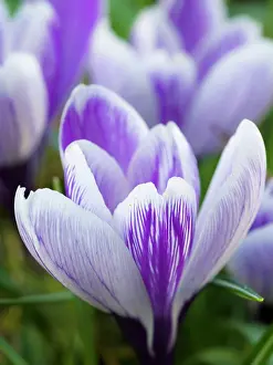 Zwick: Crocus, variety Pickwick, Germany
