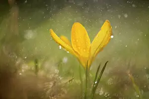 Moisture: Crocus, yellow flower during rain shower