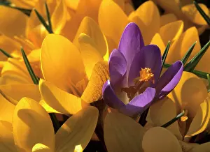 Crocuses: Crocus yellow and violet blossoms