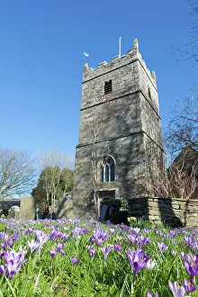Churchyard: Crocuses