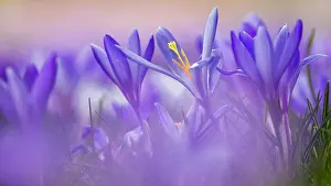 Awakening: Crocuses (Crocus) Dessau- Worlitzer Gartenreich