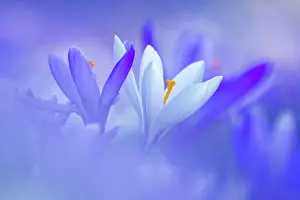 Awakening: Crocuses (Crocus) Dessau- Worlitzer Gartenreich
