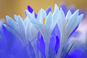 Awakening: Crocuses (Crocus) Dessau- Worlitzer Gartenreich