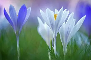 Awakening: Crocuses (Crocus) Dessau- Worlitzer Gartenreich