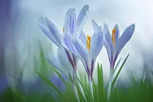 Awakening: Crocuses (Crocus) Dessau- Worlitzer Gartenreich