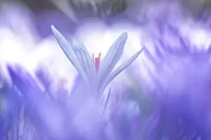Awakening: Crocuses (Crocus) Dessau- Worlitzer Gartenreich