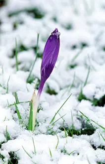 Crocuses: CROCUSES - In the snow
