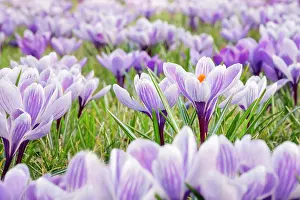 Awakening: Crocuses in spring