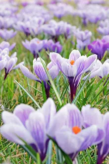 Awakening: Crocuses in spring