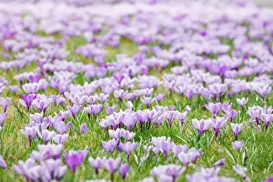 Awakening: Crocuses in spring