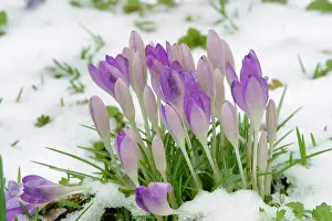 Blow: Crocusses in snow