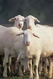 Croix: Croix sheep