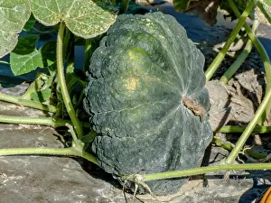 Vegetables: Crookneck squash Fagtong Thong Amphan (346), Cucurbita