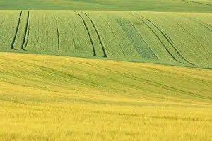 Grain: Crop field barley, early summer, Spessart, Bavaria, Germany