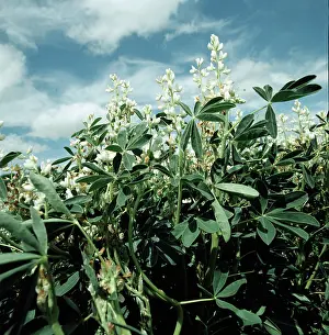 Protein: Crop lupins in flower