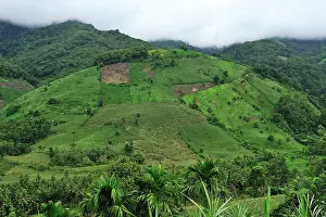 Deforested: crop plantation on deforested area