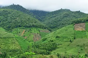 Deforested: crop plantation on deforested area