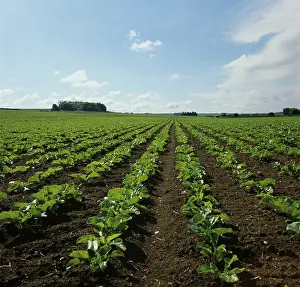 Beet: Crop of Sugar Beets (Beta vulgaris)