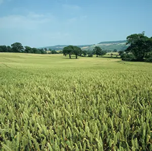 Ripening: Crop of wheat in green ear