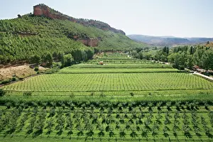 Organized: Crops