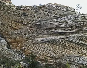 Zion: Cross-bedded Sandstone