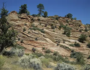Zion: Cross-bedded Sandstone