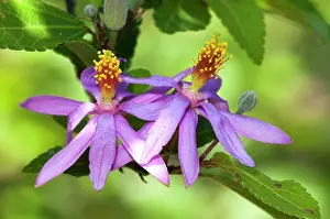 Properties: Cross-berry Flowers - bark and leaves with medicinal