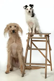 Steps: Cross Breed dog and Jack Russell Terrier in the studio