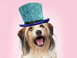 Glitter: Cross Breed Dog, mouth open, pink background wearing