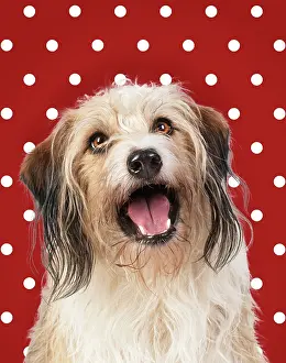 Polka: Cross Breed Dog, mouth open, polka dot background