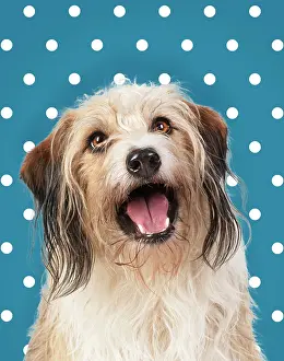 Polka: Cross Breed Dog, mouth open, polka dot background