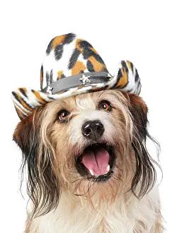 Cowboys: Cross Breed Dog, mouth open, wearing cowboy hat