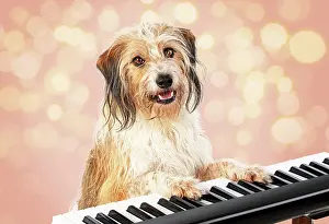 Instruments: Cross breed Dog, sitting at a piano / keyboard, paws on keys