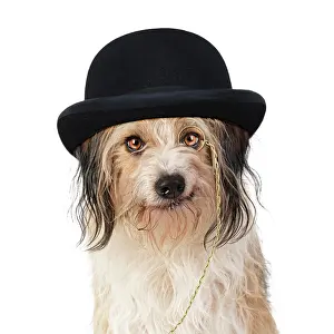 Bowler: Cross Breed Dog, smiling, wearing bowler hat and monocle