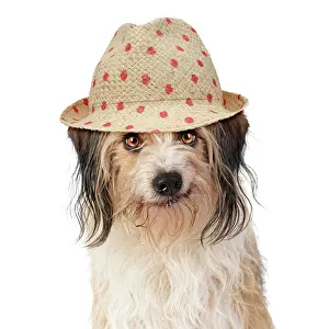 Polka: Cross breed Dog, smiling, wearing sun hat
