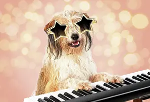 Instruments: Cross breed Dog, star sunglasses on sitting at