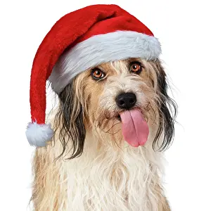 Raspberry: Cross Breed Dog, tongue out, wearing Christmas hat